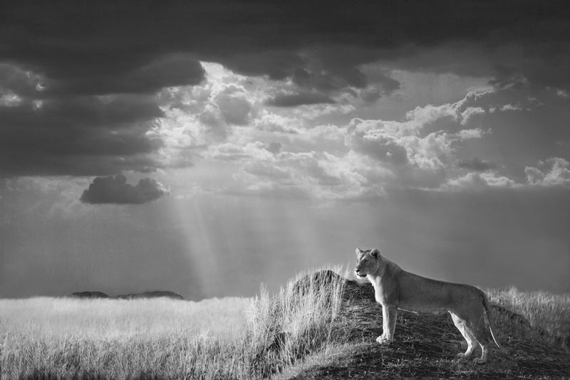 Lion Standing Looking Out As Sky Clears-BW version.jpg :: Lion looking out as sky clears on the Masai Mara.
