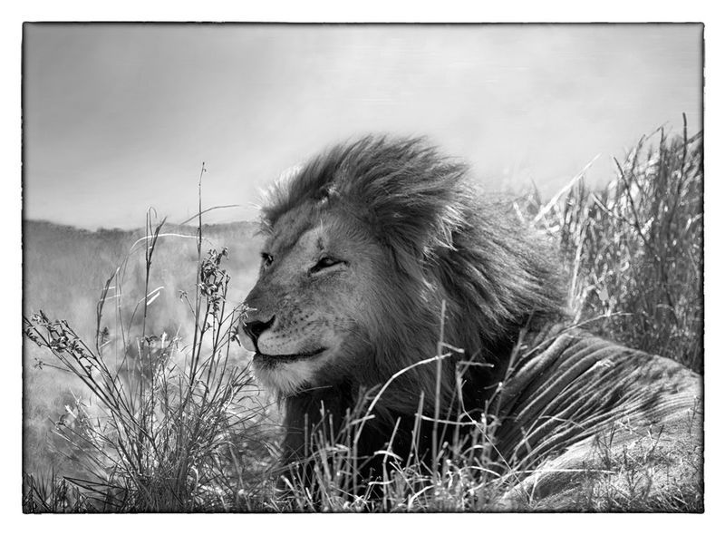 Lion male resting in grass.jpg