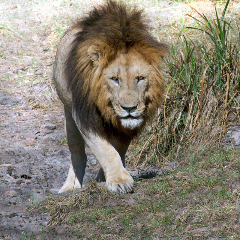 Lion-male-walking-toward-you 164A2486.jpg :: Lion-male-walking-toward-you
