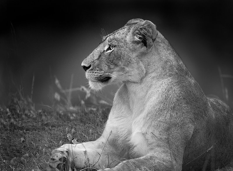 Lioness Alerted While Resting BW version.jpg :: Lioness resting on bank of river in Masai Mara.