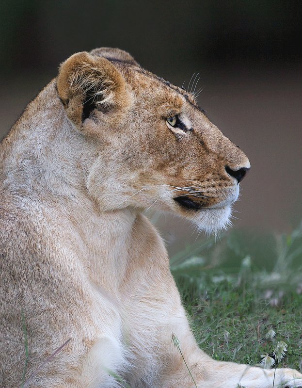 Lioness Alerted.jpg :: Lioness is alerted by about something nearby