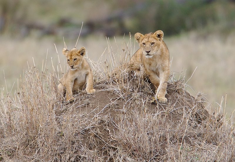Lioness And Cub On Termite Mound version 2.jpg :: Lioness playing with cub in the Serengeti of Tanzania.