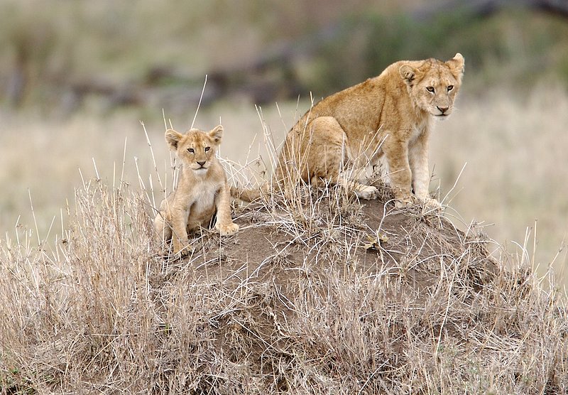 Lioness And Cub On Termite Mound.jpg :: Lioness playing with cub in the Serengeti of Tanzania on termite mound.
