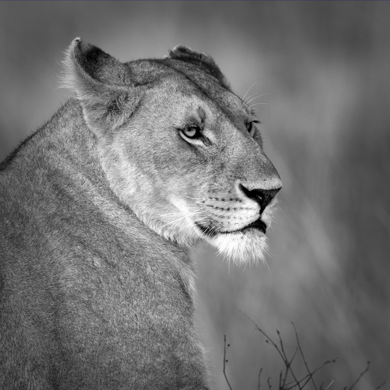 Lioness Close Up BW version.jpg :: Lioness looking around nearby field.