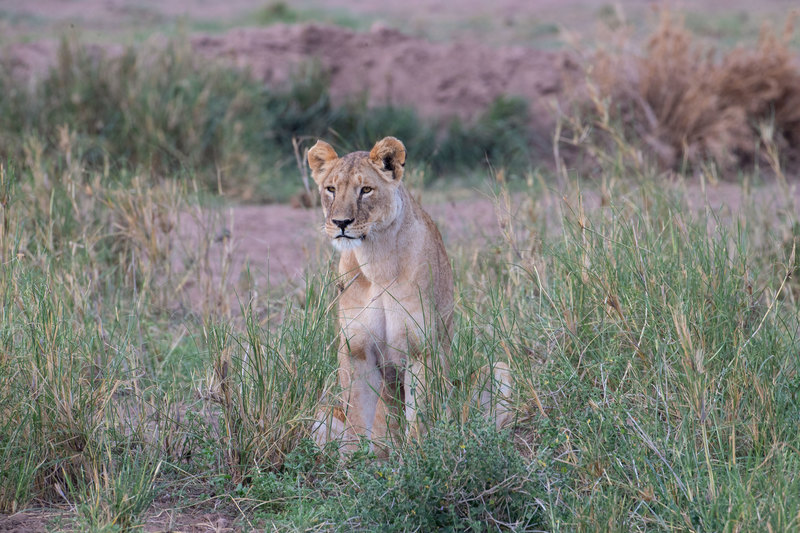 Lioness Observing Prey.jpg :: Lioness watching nearby prey while hiding in grass.