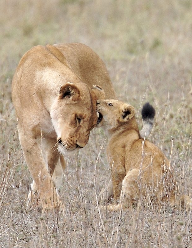 Lioness Playing With Cub version 2.jpg :: Lioness playing with cub in the Serengeti of Tanzania.