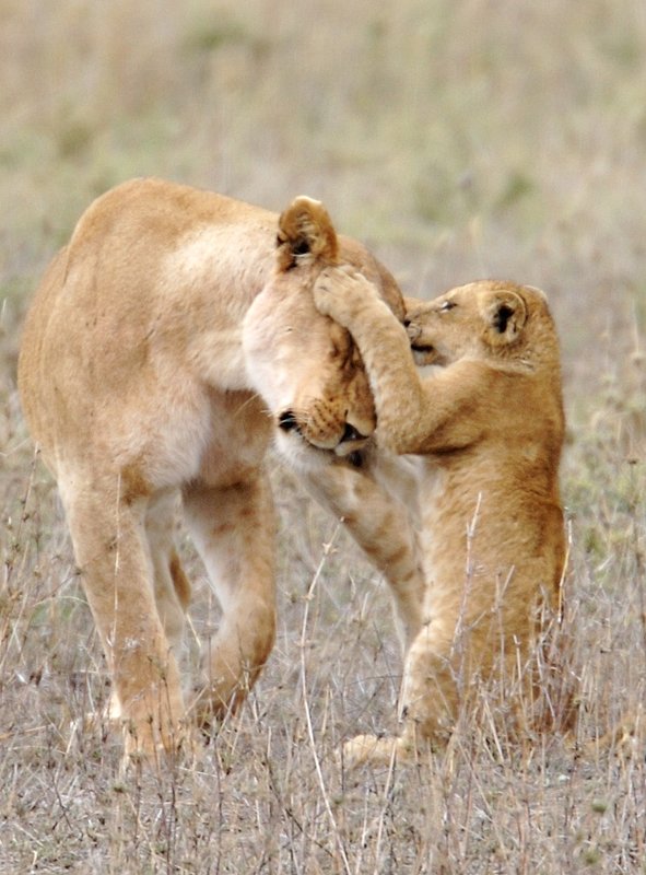 Lioness Playing With Cub version 3.jpg :: Lioness playing with cub in the Serengeti of Tanzania.
