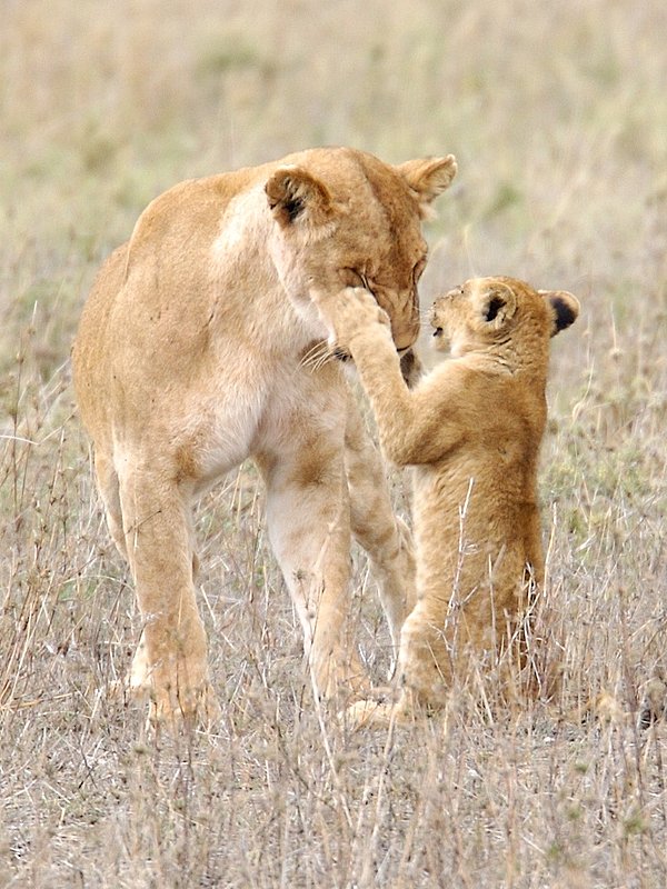Lioness Playing With Cub version 4.jpg :: Lioness playing with cub in the Serengeti of Tanzania.