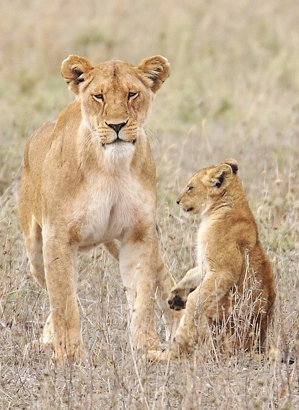Lioness Playing With Cub version 5.jpg :: Lioness playing with cub in the Serengeti of Tanzania.
