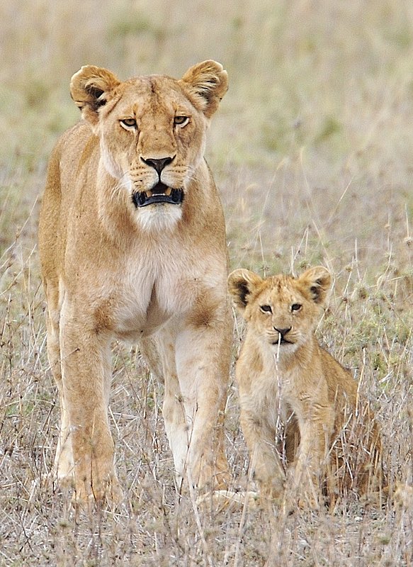 Lioness Playing With Cub version 6.jpg :: Lioness playing with cub in the Serengeti of Tanzania.