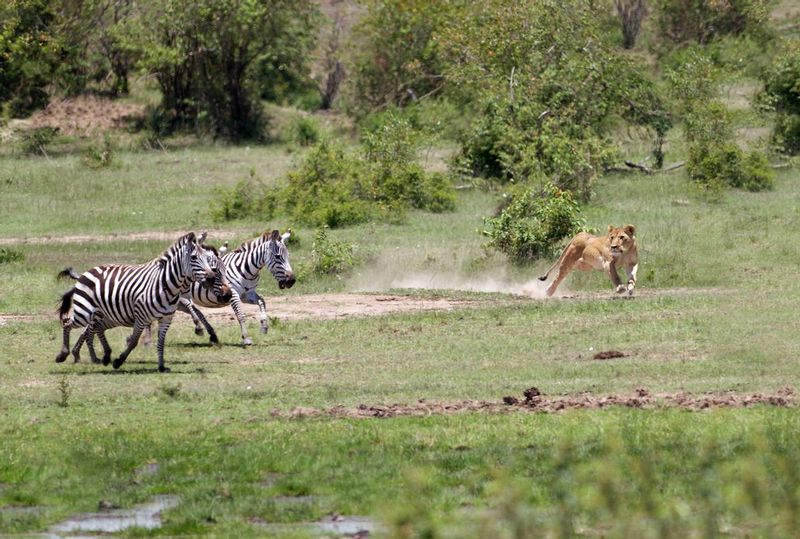 Lioness Starting Chase.jpg :: Lioness starting the chase after hiding in nearby bushes.