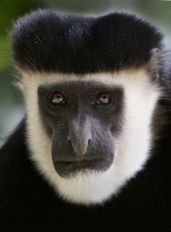 M1 Colubus Monkey face.jpg :: Colobus Monkey face front view