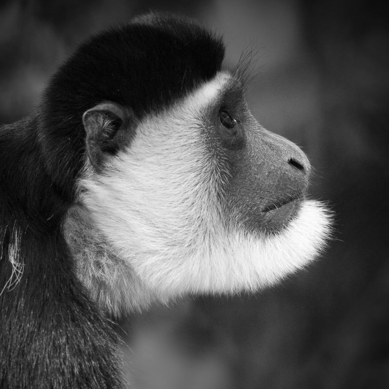 M3-Colubus Monkey side view square IMG_5883.jpg :: Colubus Monkey face close up