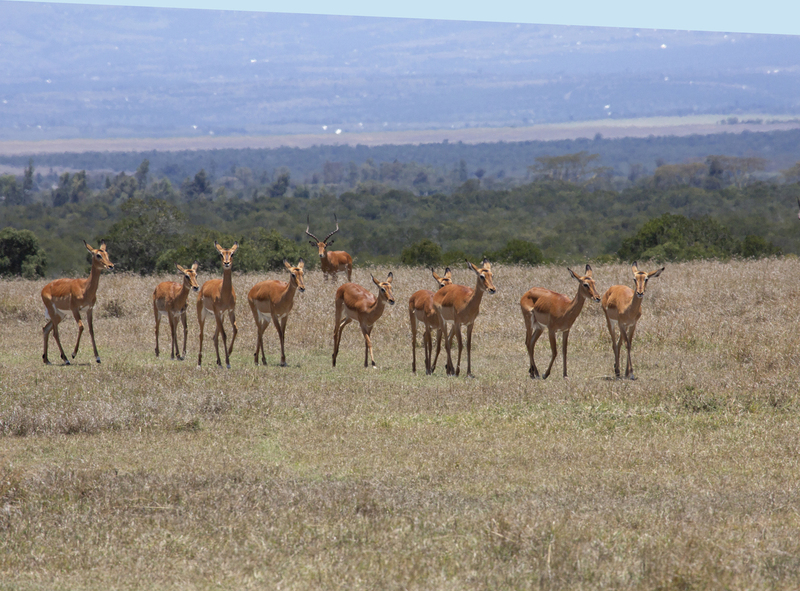Male Impala Watches His Girls 164A2123.jpg :: Male impala watches as his \