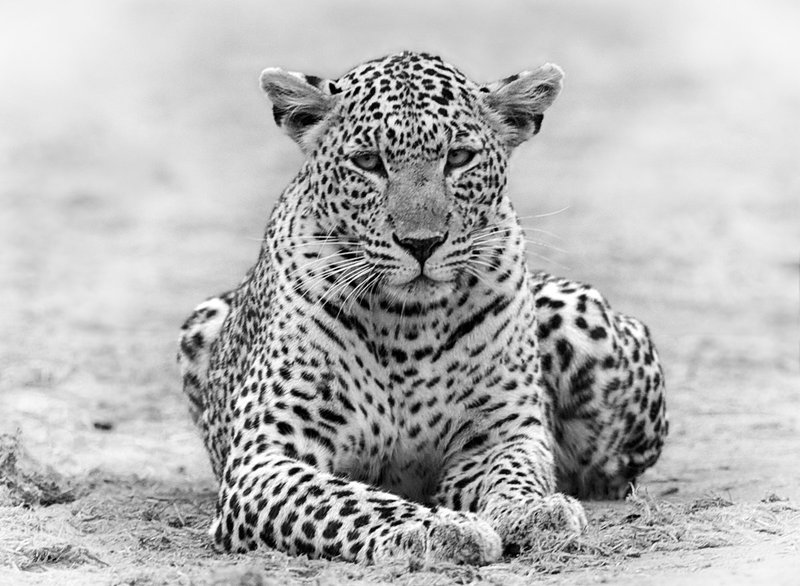 Male Leopard Sitting In Sand BW version.jpg :: Leopard sitting on sand while guarding recent catch