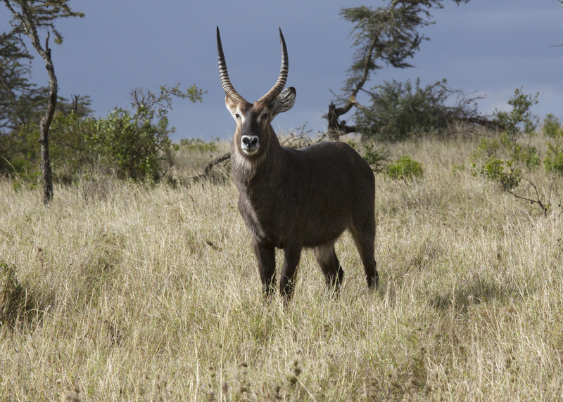 Male Waterbuck 164A2184.jpg :: Waterbuck male