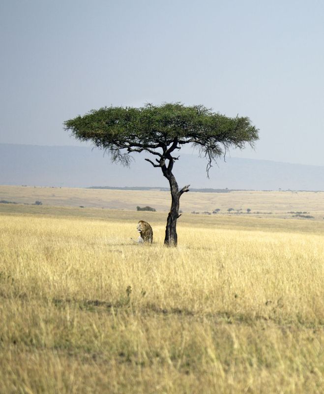 Mara with lion resting under Acacia tree.jpg :: A large male is resting in the shade of an acacia tree in the savannah