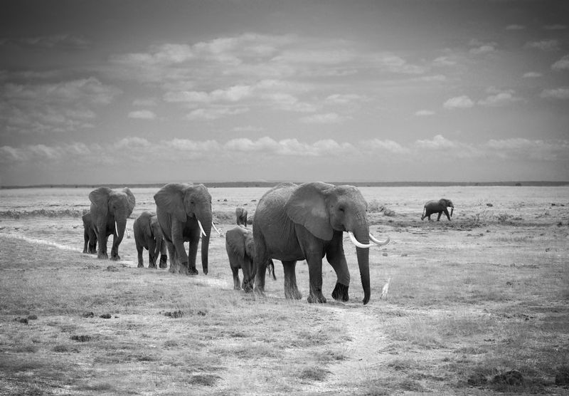 Matriarch Leading Her Family In Amboseli.jpg :: An elephant matriarch is leading her followers in Amboseli.