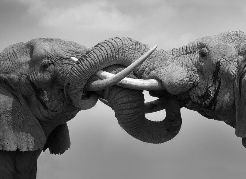 Meeting-A-Challenge BW.jpg :: Elephant bull meeting a challenge