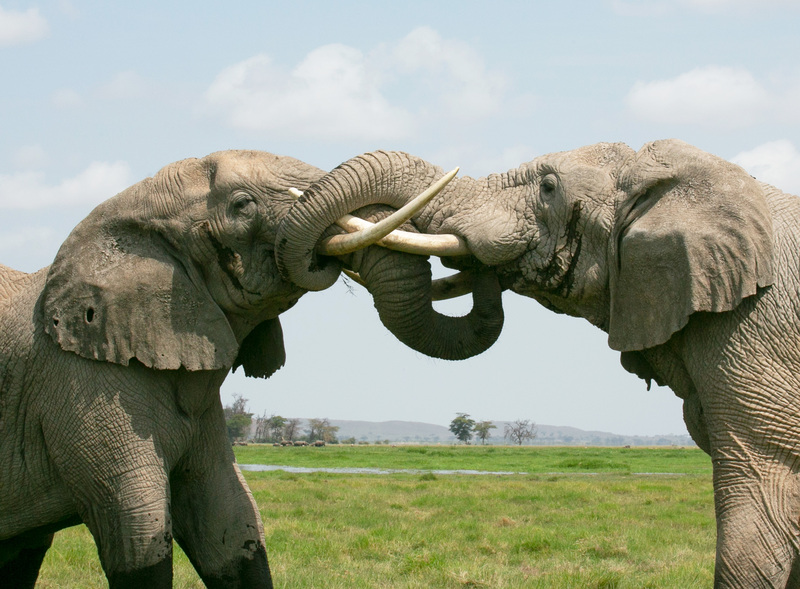 Meeting-A-Challenge-color.jpg :: Elephant bull meeting a challenge