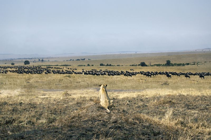Migration After Crossing River.jpg :: Once the migrating animals have made it to the other side of river they now are targeted by lions!
