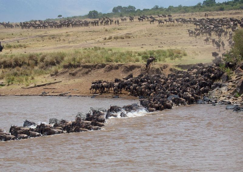 Migration At The Shallow And Rocky Waters.jpg :: While the water is shallow in this location it is has wilder current and a rocky bottom.