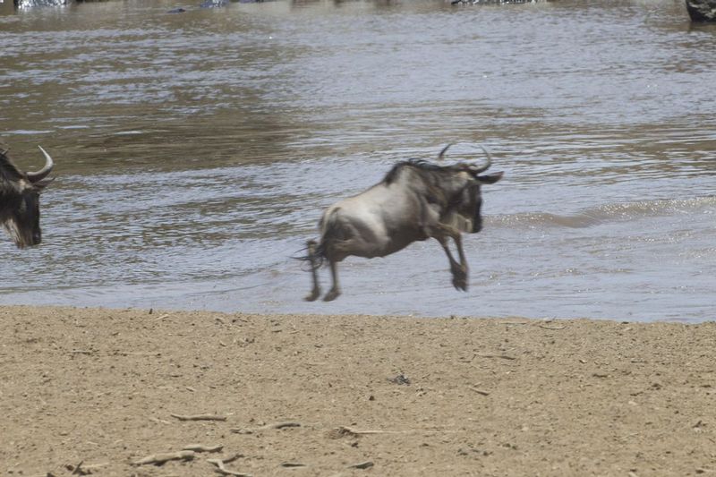Migration Begins.jpg :: This wildebeest was the first to make the jump which started the migration.