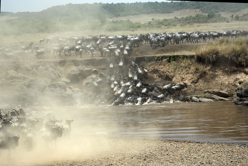 Migration Continues.jpg :: The Great Migration continues with wildebeests and zebras crossing the crocodile-infested Mara River.