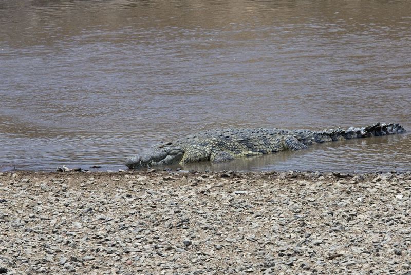 Migration Disrupter.jpg :: This crocodile is one of many, most of which are hidden beneath surface.