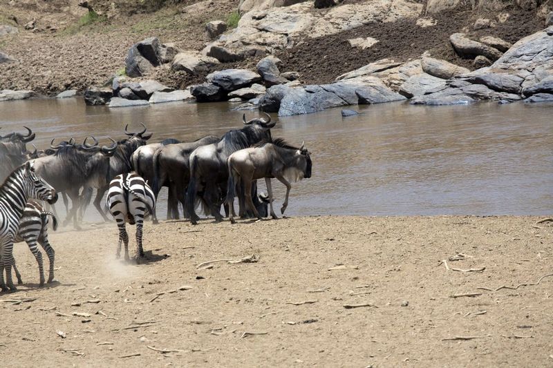 Migration Hesitation.jpg :: The wildebeests and zebras are hesitant to cross the Mara River.