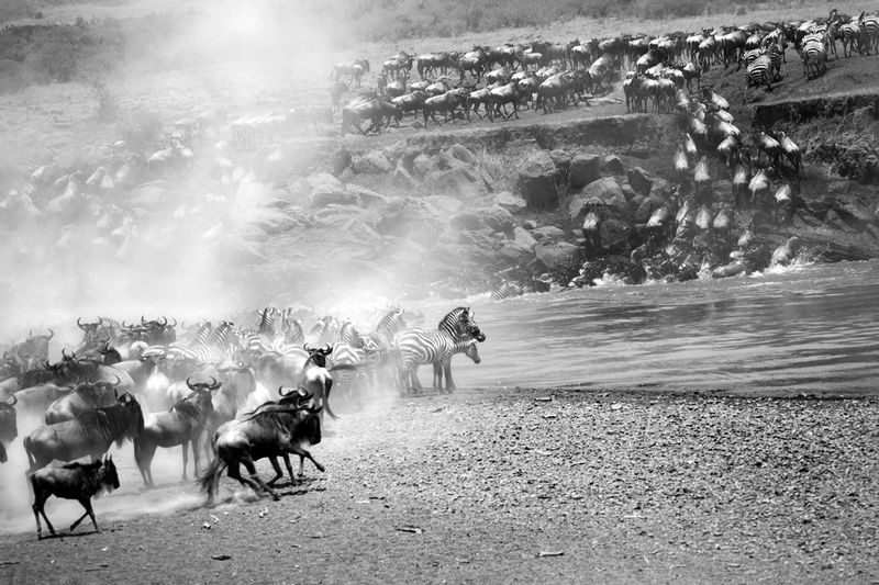 Migration Mayhem at the Mara River BW version.jpg :: Mayhem develops as the crowd swells at the river's edge of crocodile infested water. While the river is more narrow this spot it is also much deeper allowing for numerous crocs to hide.