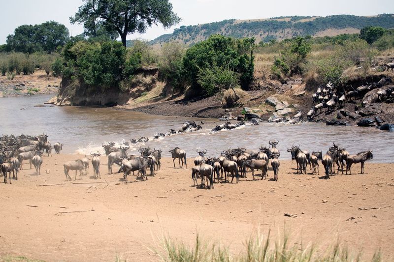 Migration Wider View.jpg :: This is a wider view of the migration at the Mara River at its narrow yet deeper portion.