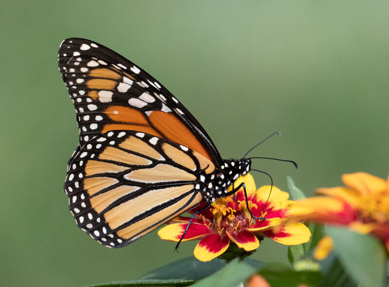 Monarch-5L2A5509.jpg :: Monarch on flowers