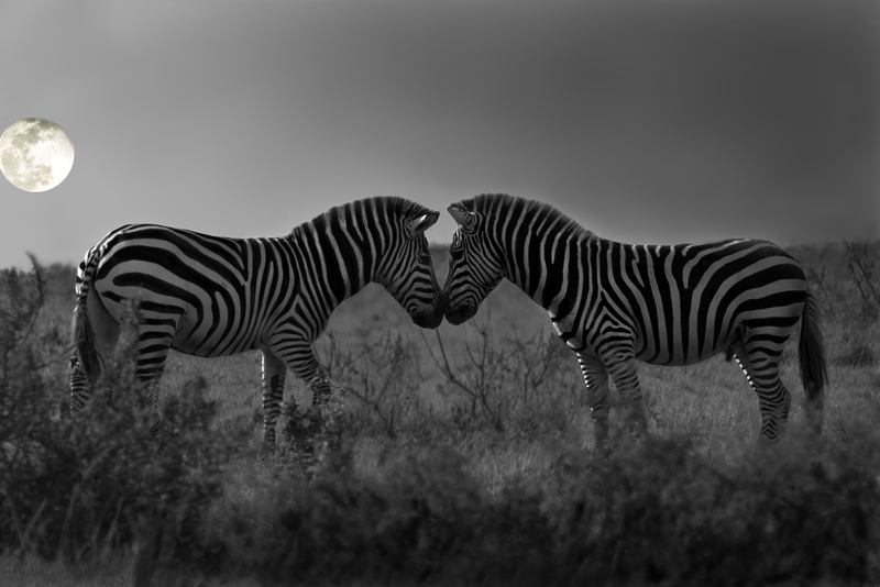 Moonstruck.jpg :: Zebra male and female interacting at full moon