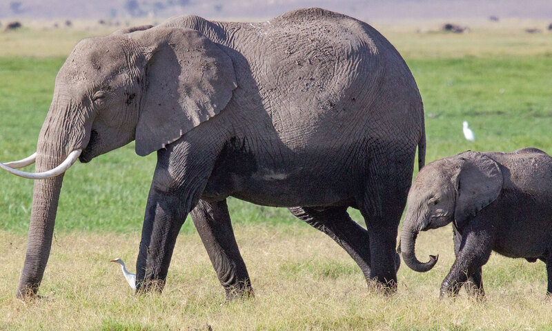 Mother and Young Walking Near Marsh CN4F4722.jpg :: A mother is leading her young away from the wetlands