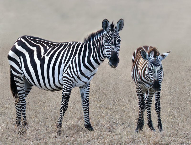 Mother and Young Zebra.jpg :: A mother and her young are grazing together.