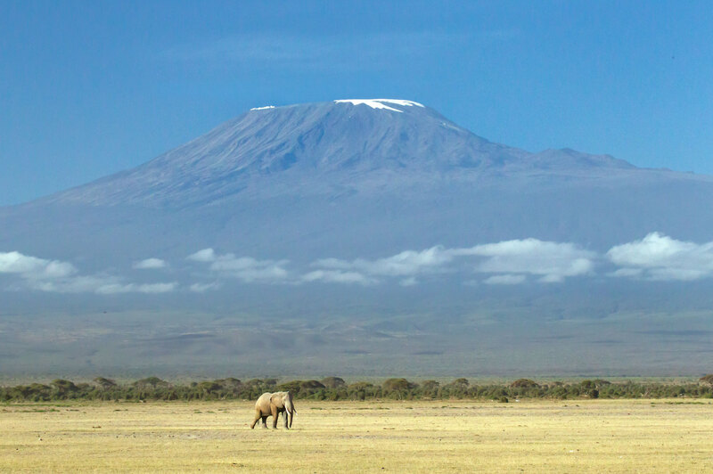 Mt Kilimanjaro On A Clear Day With Elephant-CN4F4180.jpg :: Mt Kilimanjaro on a clear day with solitary elephant grazing