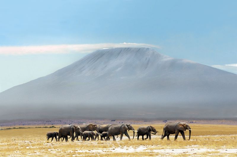 Mt Kilimanjaro With Elephants Walking By -View 2.jpg :: An elephant herd is walking toward the marsh in Ambosroeli with Mt. Kilimanjaro in backgroud