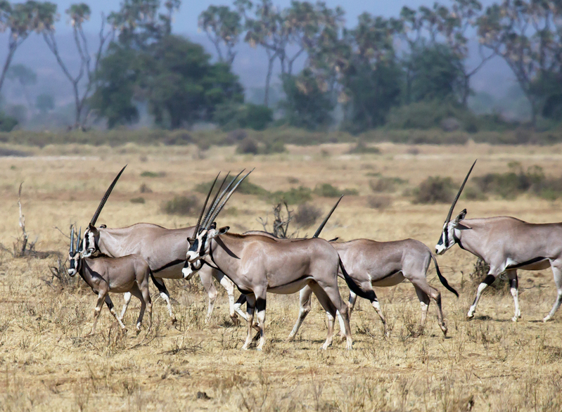 Oryx Herd 164A0397.jpg :: Oryx herd is heading for water in Samburu