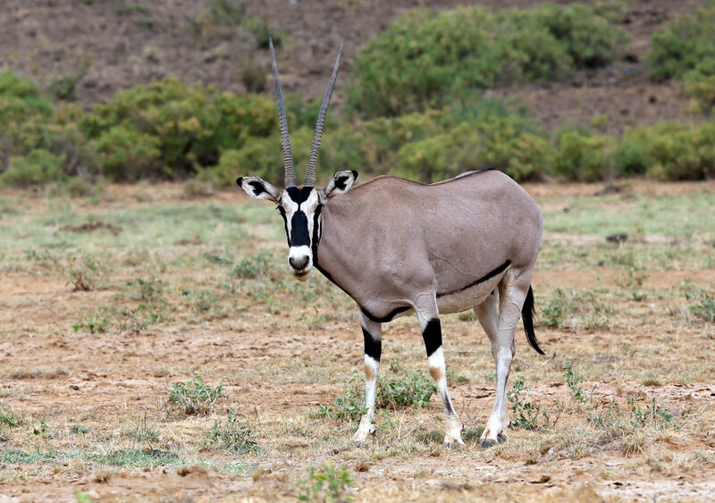 Oryx close-up.jpg :: Oryx female close up
