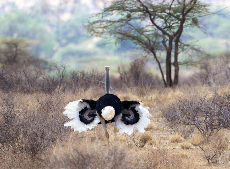 Ostrich Male Doing A Mating Dance.jpg :: Ostrich male exhibiting a dance routine to attract a female