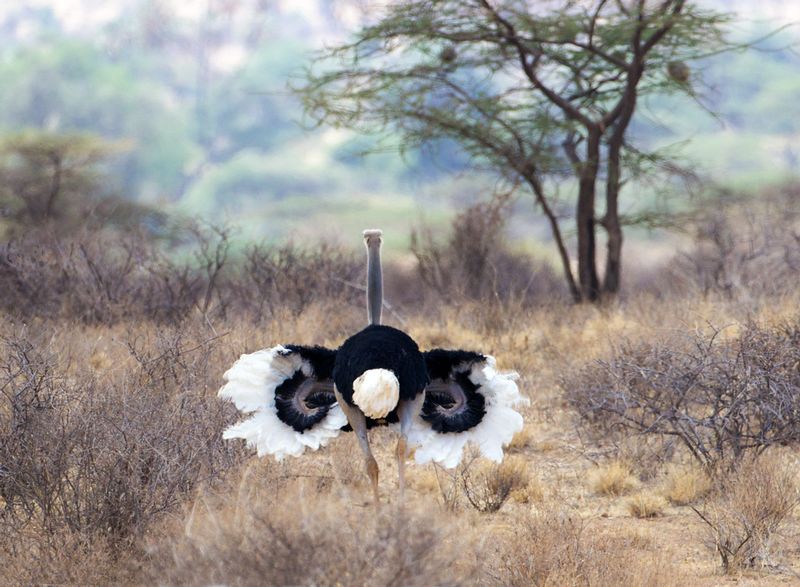Ostrich-Male in Mating Dance.jpg :: Ostrich male dancing to interest female