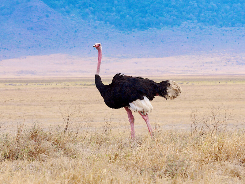Ostrich-Male-ZO7L1192crop.jpg :: Ostrich Male
