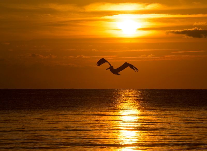 Pelican In Sunset.jpg