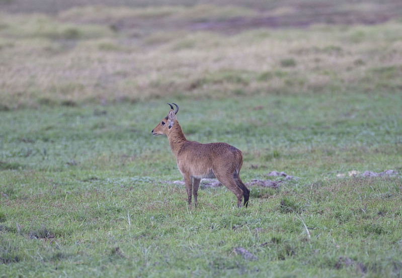 Reedbuck CN4F8023.jpg :: Redbock grazing