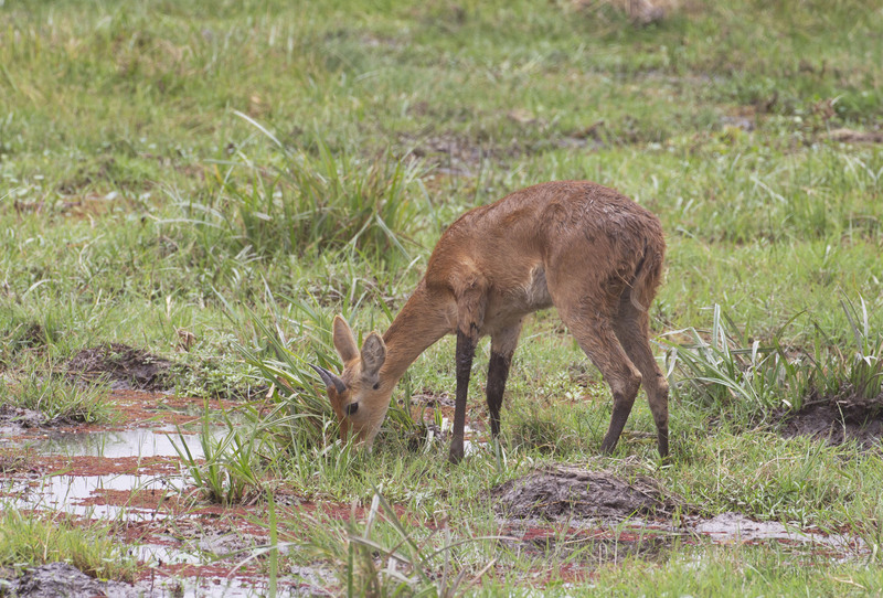 Reedbuck In Amboseli CN4F8161.jpg :: Reedbuck is drinking near marsh in Amboseli