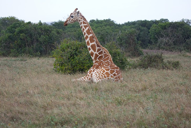 Reticulated Giraffe Sitting Aberdare Kenya.jpg :: Reticulated Giraffe sitting on ground in Aberdare region of Kenya. Giraffes only sit when another adult is standing nearby to warn them of any danger so that they have time to stand up.