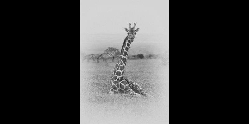 Reticulated-Giraffe-SittingSilver-Efex-Pro-BW.jpg :: Reticulated-Giraffe-Sitting
