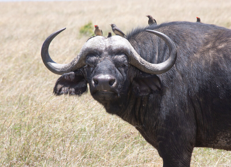 Retired General.jpg :: Older cape buffalo, also called \