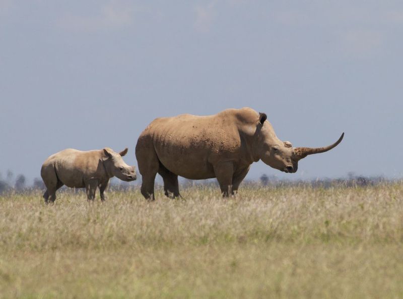 Rhino Mother And Young.jpg :: Rhino mother with young with a particularly long tusk.